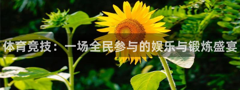 3377体育官网下载招商电话地址查询：体育竞技：一场