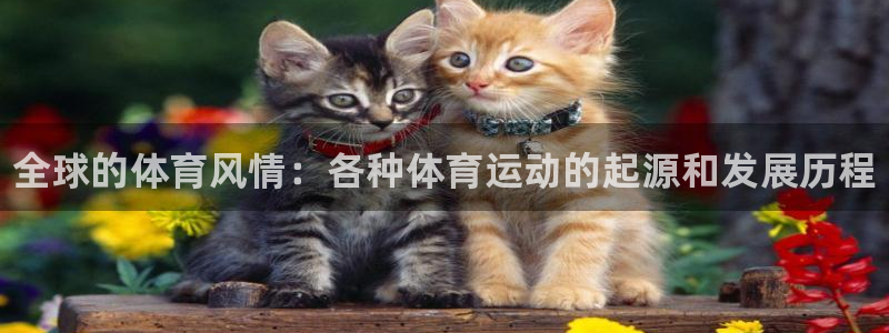 3377体育官方正版app集团简介